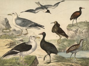 Animals, birds, swamp birds and swimming birds: fighting runners, machetes pugnax, pond grouse,