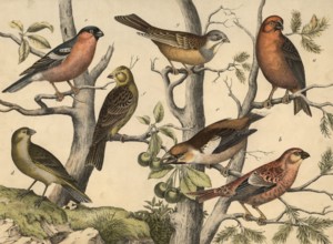 Animals, birds: spruce crossbill, Loxia eurvirostra, spruce bullfinch, Pyrrhula enucleator,