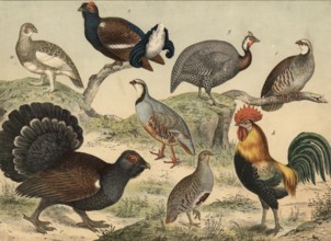 Animals, chicken-like birds: Alpine ptarmigan, Lagopus mutus, black grouse, Tetrao tetrix,