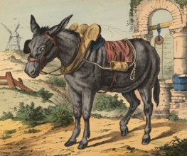 Animals, pets: donkey, equus asinus asinus, school picture, authentic reproduction of a school