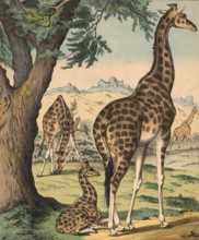 Animals: Giraffe, Giraffa camelopardalis, school picture, authentic reproduction of a school mural,