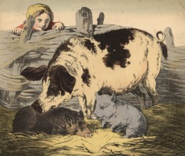 Animals, pets: pig, domestic pig, Sus scrofa domesticus, school picture, authentic reproduction of