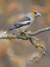 Hawfinch (Coccothraustes coccothraustes), male in breeding plumage on a lichen-covered branch,