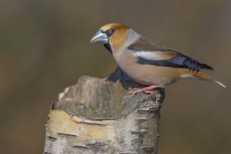 Hawfinch (Coccothraustes coccothraustes), male in breeding plumage on birch trunk, Swabian Alb