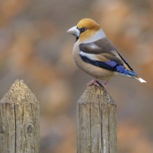 Hawfinch (Coccothraustes coccothraustes), male in breeding plumage on picket fence, Swabian Alb