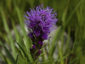 Liatris spicata, Asteraceae family, plant, native garden, East Frisia, Germany