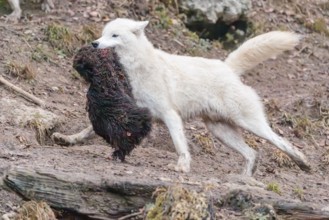 Arctic wolf (Canis lupus arctos), one animal, running, prey, sheep, forest, escape from the pack,