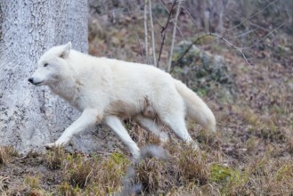 Arctic wolf (Canis lupus arctos), one animal, walking, forest, side view, captive