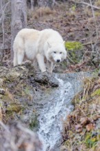 Arctic wolf (Canis lupus arctos), one animal, drinking, creek, water, forest, side view, captive