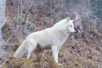 Arctic wolf (Canis lupus arctos), one animal, standing, forest, side view, captive