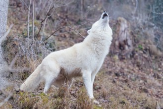 Arctic wolf (Canis lupus arctos), one animal, howling, forest, side view, captive