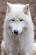 Portrait of an Arctic wolf (Canis lupus arctos). Captive