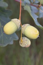 Acorns and leaves of the English oak (Quercus robur), autumn, Wilnsdorf, North Rhine-Westphalia,