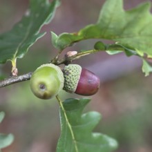 Acorns and leaves of the English oak (Quercus robur), autumn, Wilnsdorf, North Rhine-Westphalia,