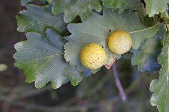 Common oak gall wasp (Cynips quercusfolii) on a leaf of an English oak, Wilnsdorf, North