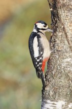 Great spotted woodpecker (Dendrocopus major), male, foraging on the trunk of a common birch (Betula