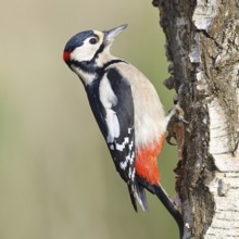 Great spotted woodpecker (Dendrocopus major), male, foraging on the trunk of a common birch (Betula