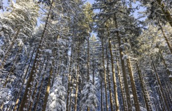 Winter landscape, snow-covered spruce forest, Picea abies, looking up into the treetops, winter,