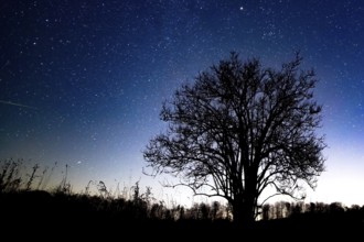 A solitary elderberry bush (Sambucus nigra) silhouetted against a starry night sky, Melle,