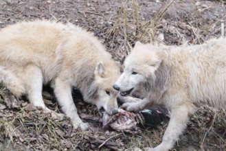 Arctic wolf (Canis lupus arctos), pack of wolves, eating, prey, sheep, forest, captive