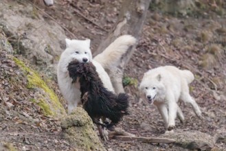 Arctic wolf (Canis lupus arctos), one animal, running, prey, sheep, forest, escape from the pack,