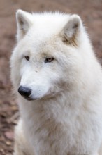 Portrait of an Arctic wolf (Canis lupus arctos). Captive