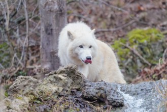 Arctic wolf (Canis lupus arctos), one animal, drinking, creek, water, forest, side view, captive