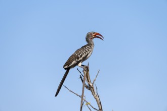 Mopanetoko (Tockus rufirostris) (Tockus erythrorhynchus rufirostris) sitting on a branch in front
