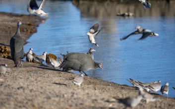 Helmeted guinea fowl (Numida meleagris), drinking at a waterhole, Savuti, Chobe National Park,
