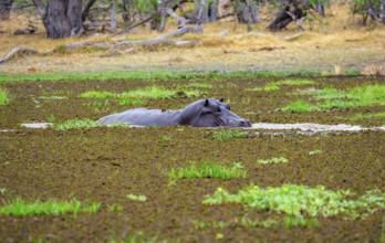 Hippopotamus (Hippopatamus amphibius), in a lake densely overgrown with aquatic plants, Okavango