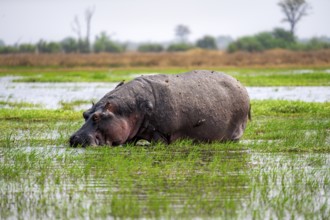 Hippopotamus (Hippopatamus amphibius), grazing in the shallow water of a lake, Okavango Delta,