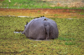 Hippopotamus (Hippopatamus amphibius), from behind, in a lake densely overgrown with aquatic