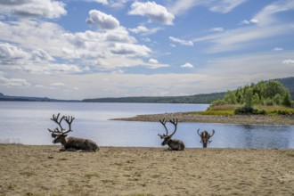 Panoramic view of reindeer (Rangifer tarandus) on the lakeshore with a small island and wide sky,