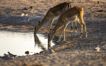 Impalas (Aepyceros melampus) drinking at a waterhole, in the evening light, Savuti, Chobe National