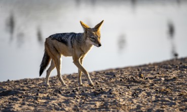 Black-backed jackal (Canis mesomelas), at the waterhole, in the evening light, Savuti, Chobe
