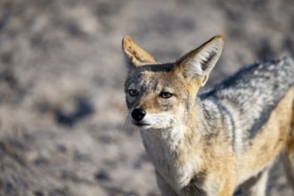 Black-backed jackal (Canis mesomelas), animal portrait, Savuti, Chobe National Park, Botswana