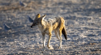Black-backed jackal (Canis mesomelas), Savuti, Chobe National Park, Botswana