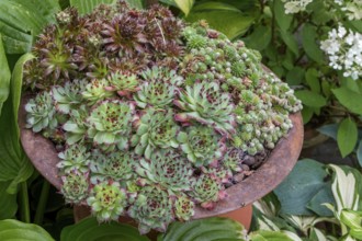 Sedum species in an iron bowl, North Rhine-Westphalia, Germany
