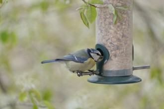 Blue tit (Cyanistes caeruleus) eating seeds from a feeder. seasonal bird feeding. Bad Salzschlirf,