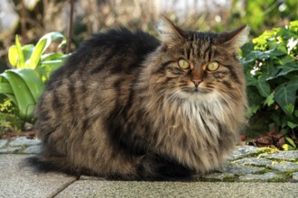 Cat, Norwegian Forest Cat, Baden-Württemberg, Germany