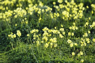 Carpet of flowers, yellow flower meadow in winter, Bermuda buttercup (Oxalis pes-caprae), Segesta,