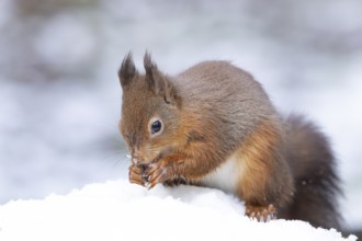 Red squirrel (Sciurus vulgaris) adult animal feeding on a nut in a snow covered woodland in winter,