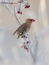Waxwing (Bobycilla garrulus) eating berries of snowball (Viburnum opulus), hoarfrost, winter,
