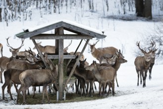 Red deer (Cervus elaphus) at feeding trough, game feeding in winter with snow, Upper Bavaria,