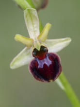 Spider orchid (Ophrys sphecodes), single flower, close-up, Pupplinger Au, Isar floodplain, Upper