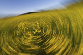 Ranunculus acris, flowering meadow abstract, movement, rotation, Upper Bavaria, Germany