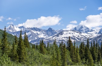 Mountain peak with snow and taiga, Alaska Range, Richardson Highway, Alaska, USA
