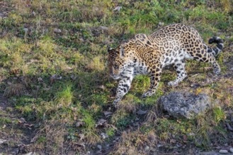 An adult jaguar (Panthera onca) runs across a green meadow in hilly terrain on a sunny day. Captive