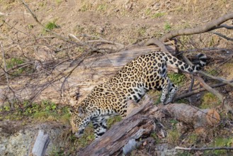 An adult jaguar (Panthera onca) runs across a dry meadow on a sunny day, with rotting tree trunks