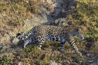 An adult jaguar (Panthera onca) runs across a dry meadow in hilly terrain on a sunny day. Captive